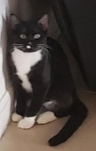 Mr. Hans  Cat