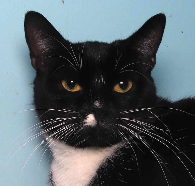 Mr. Hans  Cat thumbnail 2