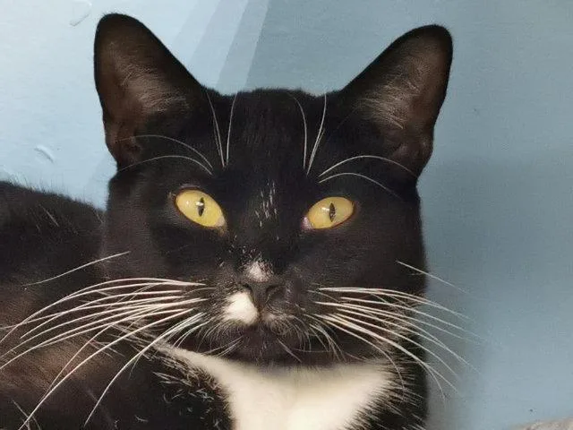 Mr. Hans  Cat thumbnail 3