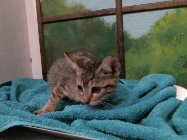 A baby small-sized male Domestic Short Hair cat named Beaux for adoption in Houston, TX