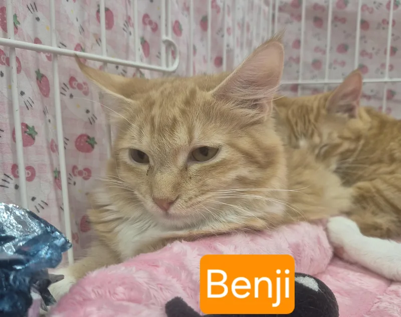 Benji