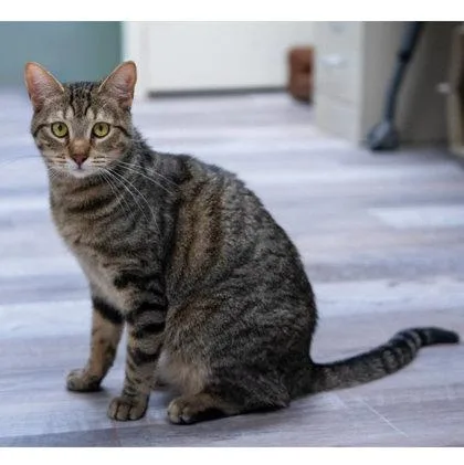An adult medium-sized female Domestic Short Hair cat named Mocha Kershaw for adoption in Hudson, MA
