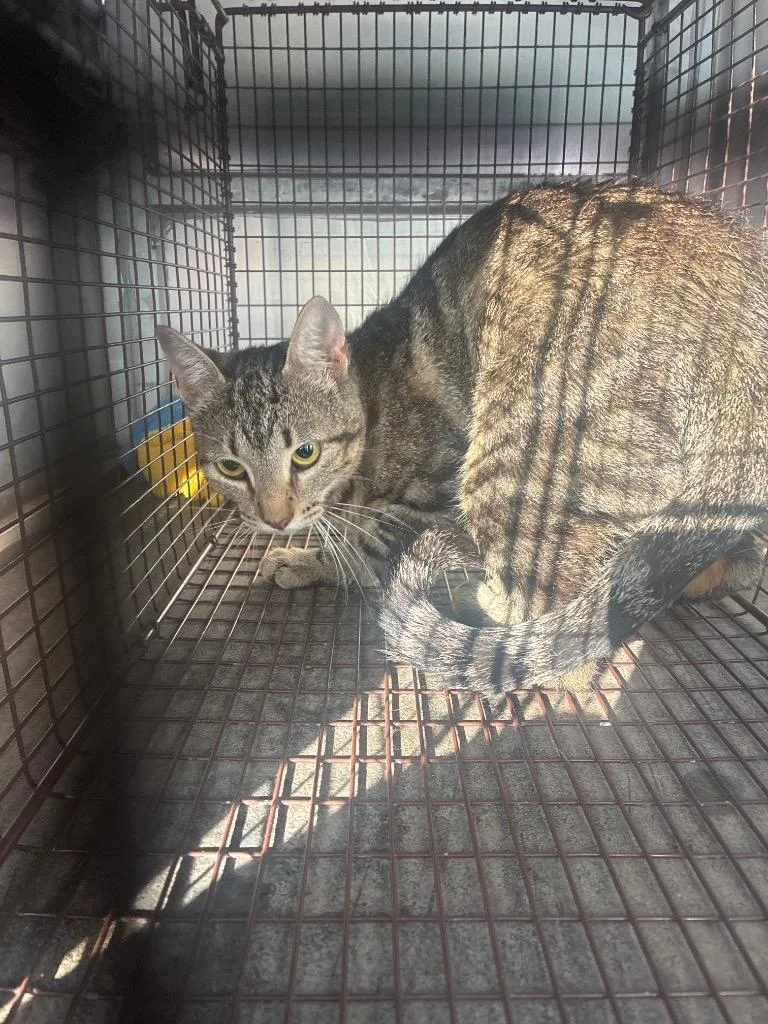 A young medium-sized male Domestic Short Hair cat named Bootsy for adoption in New Braunfels, TX