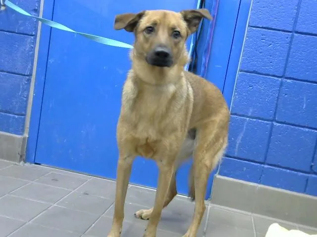A young small-sized female German Shepherd Dog dog named Loki for adoption in Albuquerque, NM