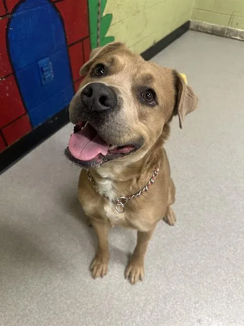A young large-sized male Pit Bull Terrier dog named Deryl for adoption in Indianapolis, IN