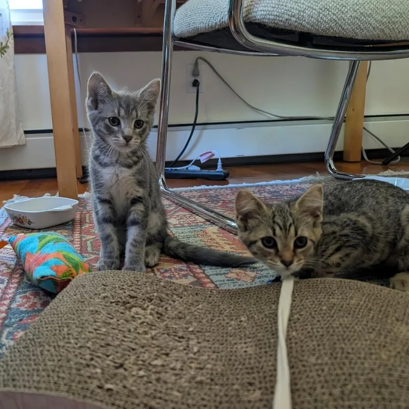 A baby medium-sized female Domestic Short Hair cat named Dumpling for adoption in State College, PA