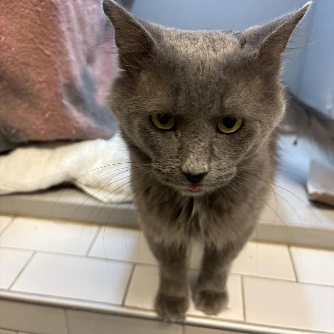 An adult large-sized male Gray / Blue / Silver Domestic Short Hair cat named Flurry for adoption in Pittsburgh, PA
