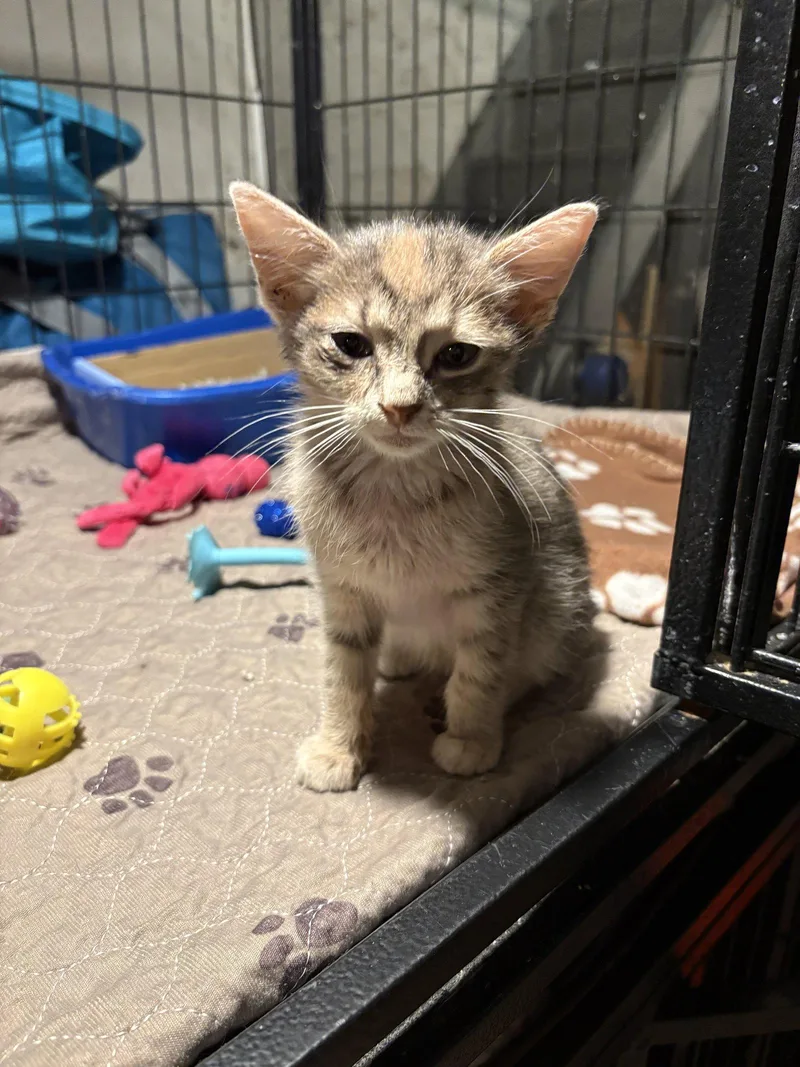 A baby medium-sized female Domestic Short Hair cat named Little Sunshine for adoption in Philadelphia, PA