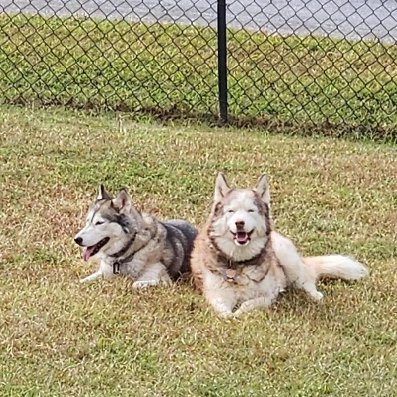 An adult small-sized female Black Siberian Husky dog named Luna for adoption in Roanoke, VA