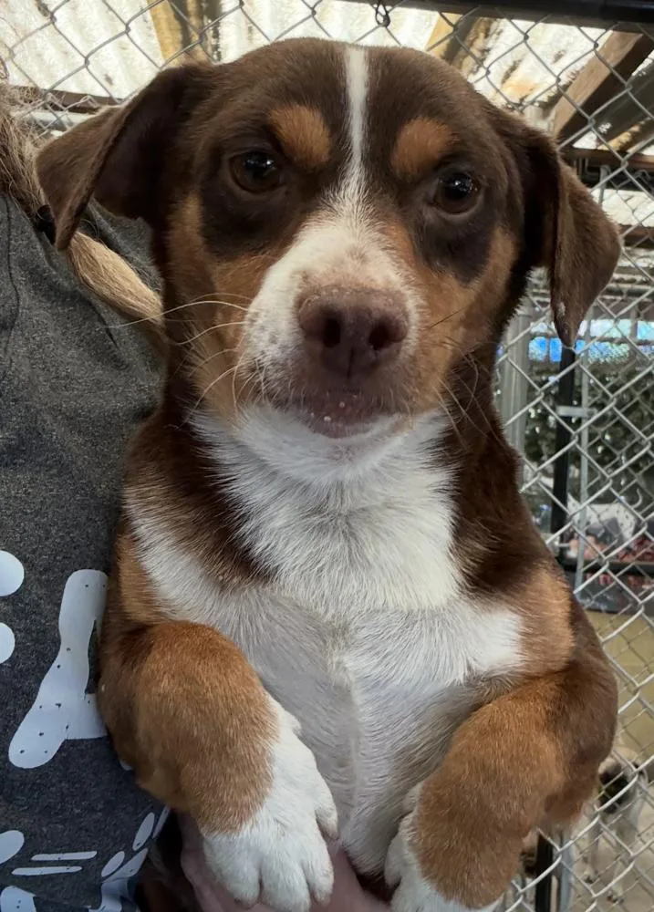 An adult small-sized male Tricolor (Brown, Black, & White) Terrier dog named Freddy for adoption in Manhattan, NY
