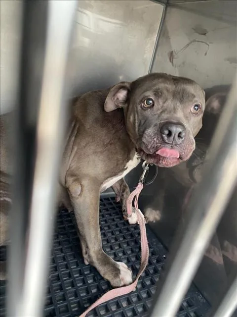 A young large-sized female Mixed Breed dog named London for adoption in Dallas, TX