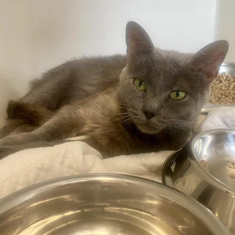 A young medium-sized female Gray / Blue / Silver Domestic Short Hair cat named Titi for adoption in King George, VA