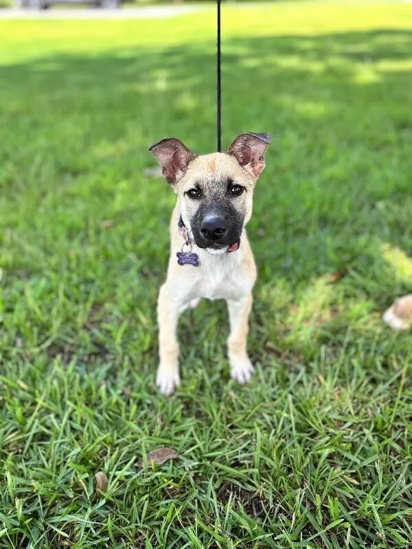 A baby small-sized female Yellow / Tan / Blond / Fawn Shepherd dog named Marla for adoption in Aiken, SC