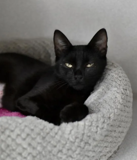 An adult medium-sized female Black Domestic Short Hair cat named Moira Rose for adoption in Marietta, GA