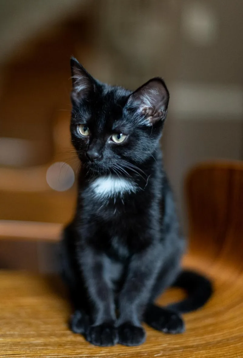 A baby medium-sized female Black & White / Tuxedo Domestic Short Hair cat named Adele for adoption in Richmond, VA