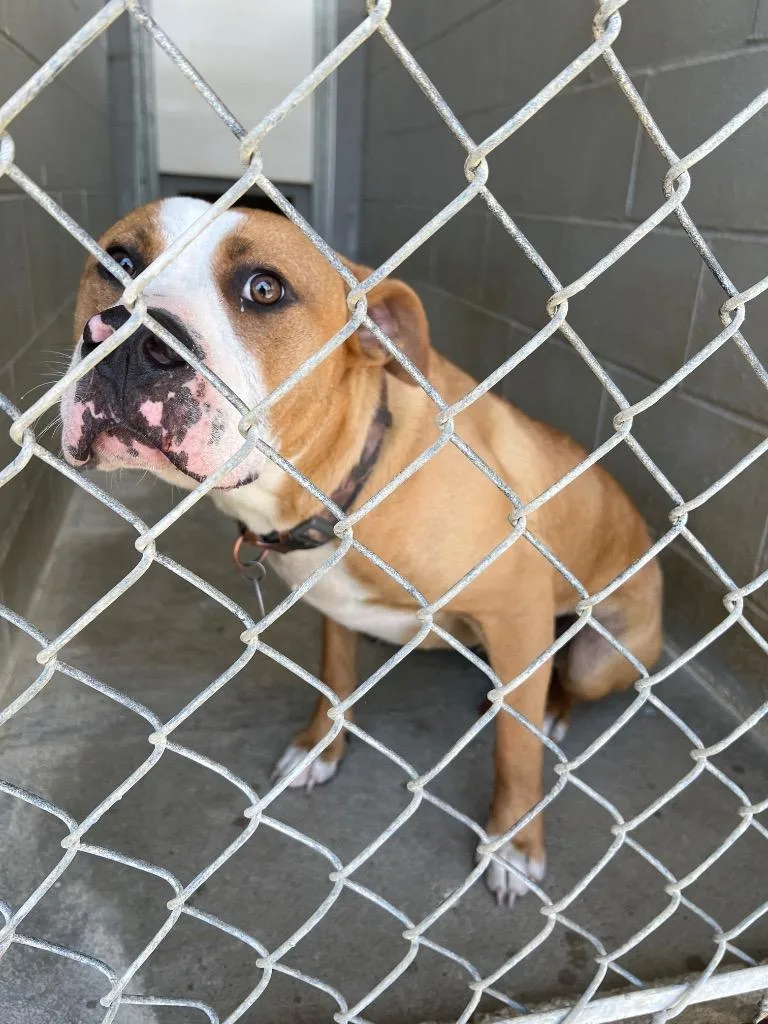 An adult medium-sized male Tricolor (Brown, Black, & White) Pit Bull Terrier dog named Brudus for adoption in Calhoun, KY