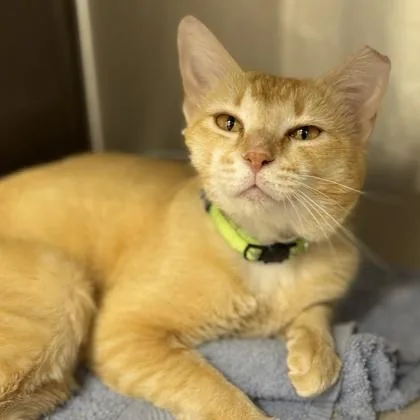 A young small-sized male Orange / Red Domestic Short Hair cat named Capello for adoption in Atlanta, GA