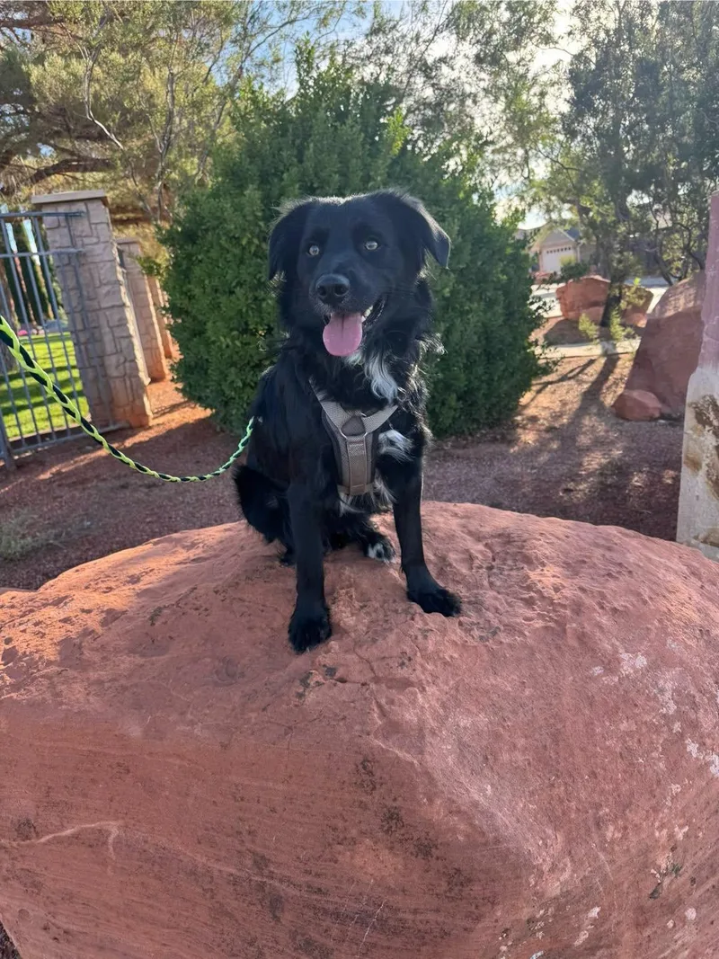 A young medium-sized male Black Border Collie dog named Rc for adoption in Ivins, UT