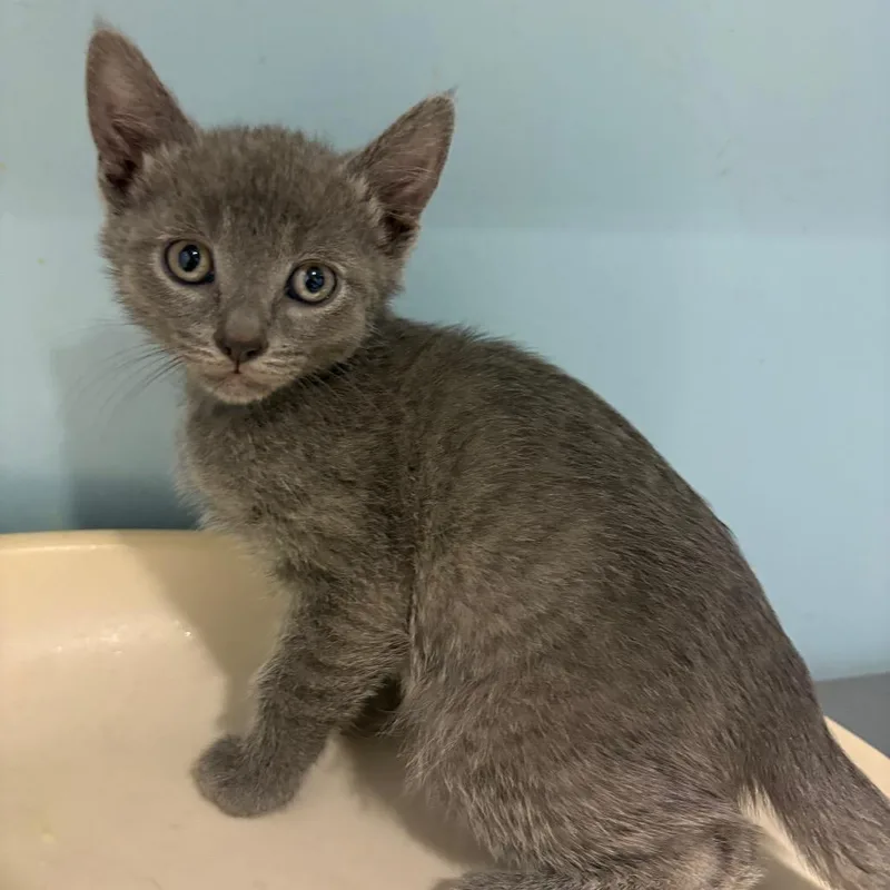 A baby small-sized male Gray / Blue / Silver Domestic Short Hair cat named Pasture for adoption in Chattanooga, TN
