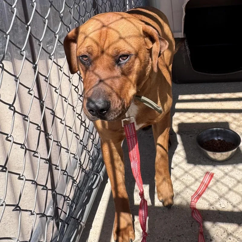 An adult medium-sized male Yellow / Tan / Blond / Fawn Mixed Breed dog named Tucker for adoption in Columbiana, AL