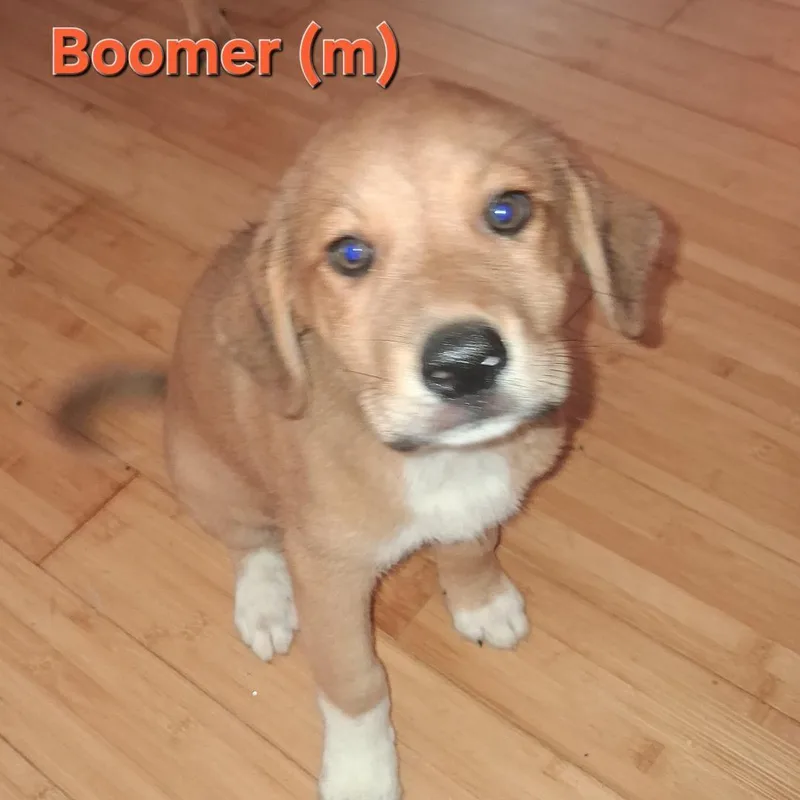 Boomer