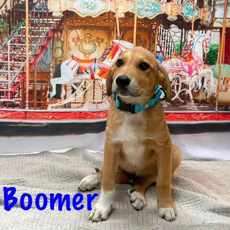 Boomer thumbnail 2