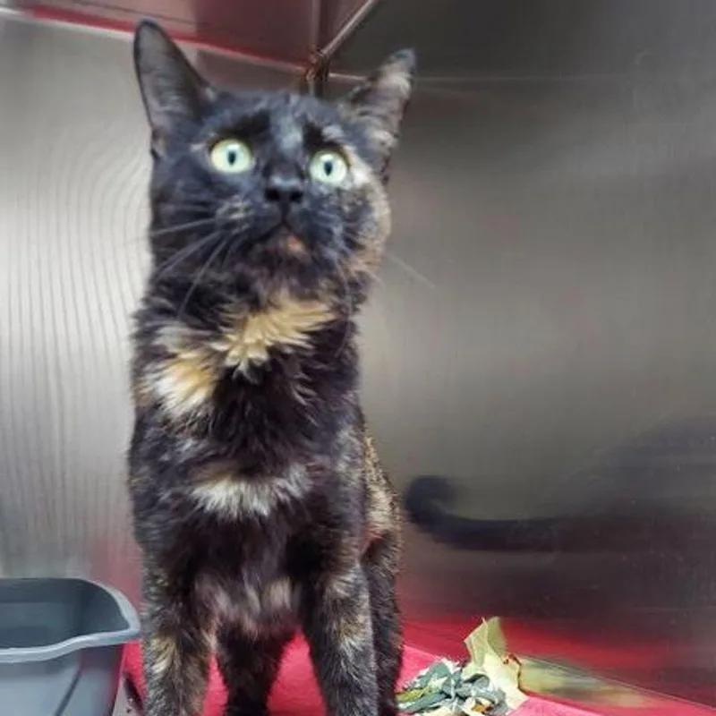 An adult medium-sized female Tortoiseshell Domestic Short Hair cat named Gemini for adoption in Lake Havasu City, AZ