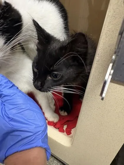 A baby medium-sized female Domestic Short Hair cat named Buoy for adoption in Pequot Lakes, MN