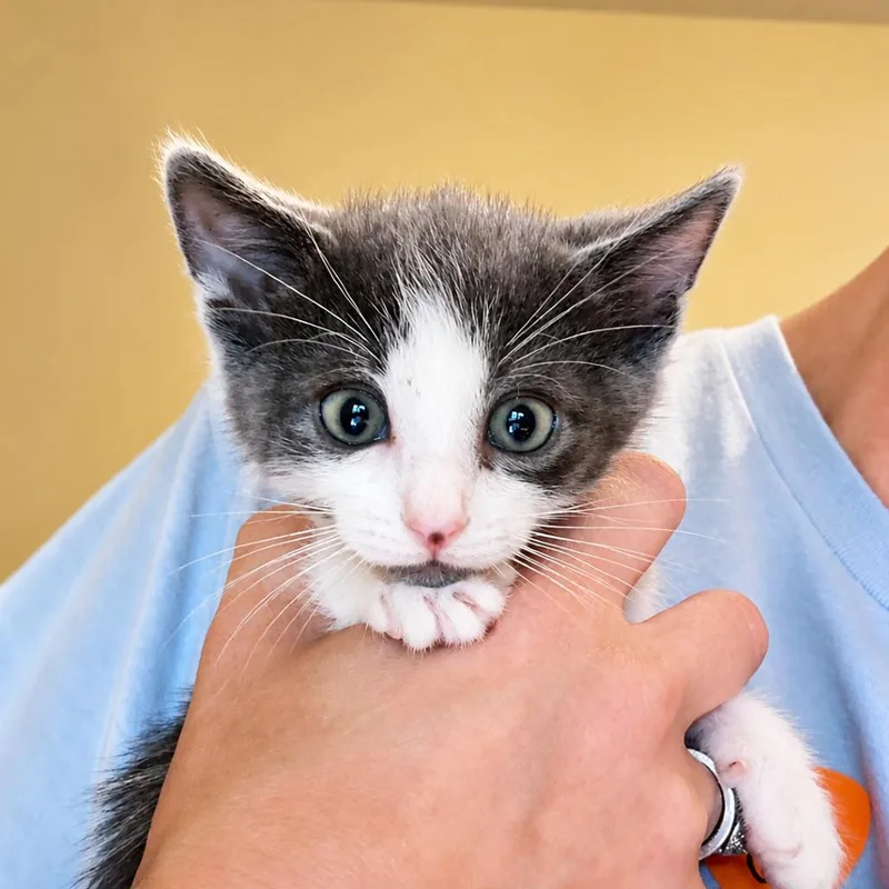 A baby small-sized male White Domestic Short Hair cat named Liam for adoption in Columbus, GA