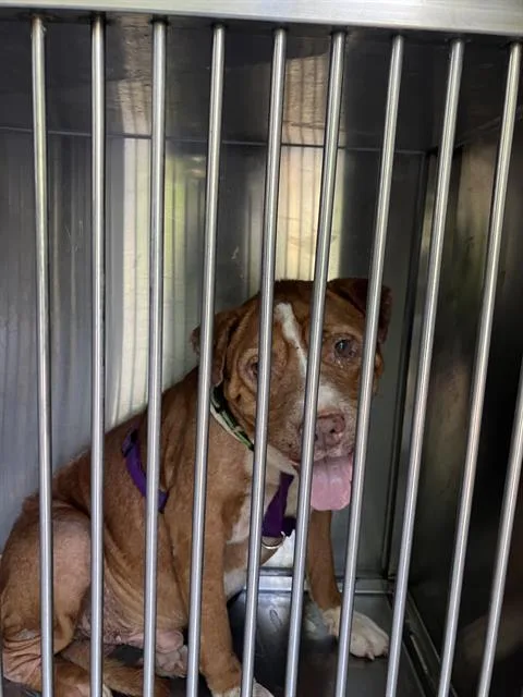 A senior large-sized male Pit Bull Terrier dog named Osama for adoption in Dallas, TX