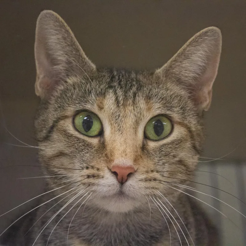 Magnolia thumbnail 2