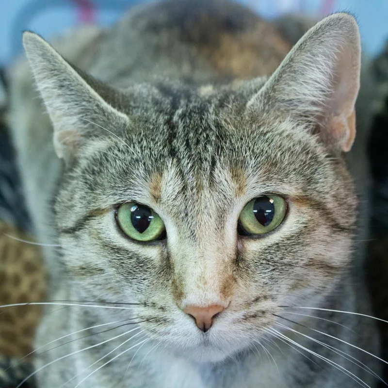 Magnolia thumbnail 3