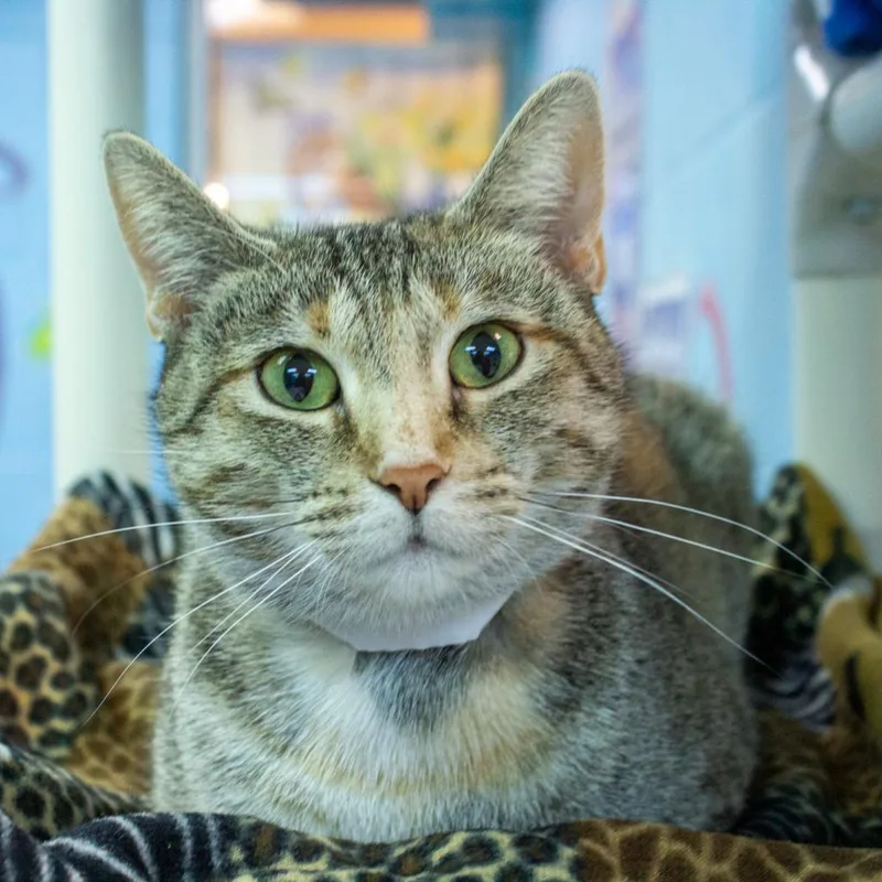 Magnolia thumbnail 4