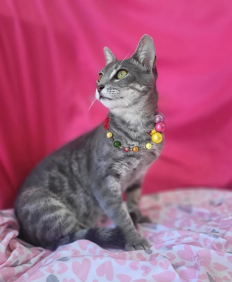 A young medium-sized female Gray / Blue / Silver Domestic Short Hair cat named Grace for adoption in Franklin, MA