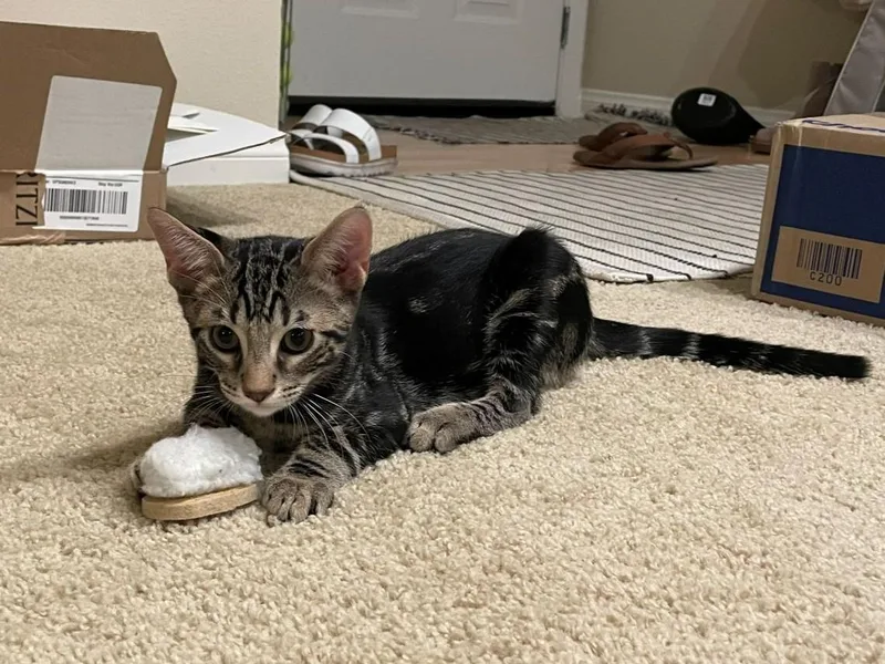 A baby medium-sized male Tabby (Brown / Chocolate) Tabby cat named Charles LeClerc for adoption in Midway City, CA