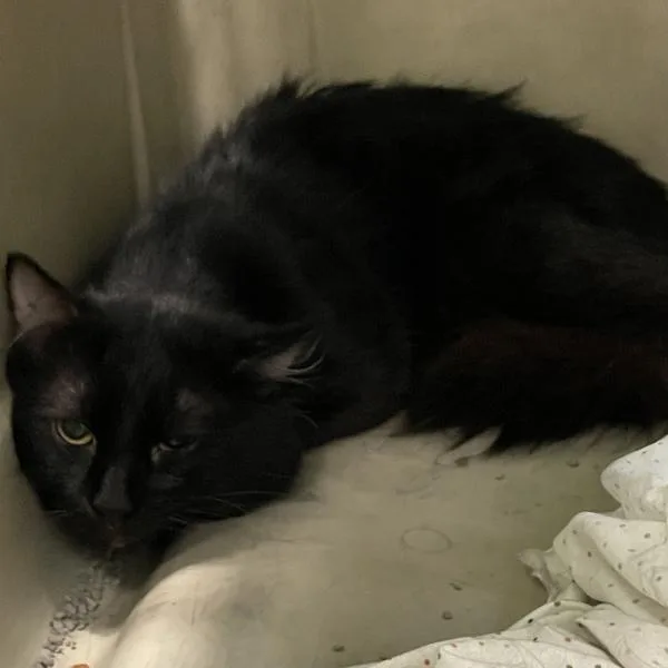 An adult small-sized male Domestic Short Hair cat named Christopher Bonded Buddy With for adoption in Des Moines, IA