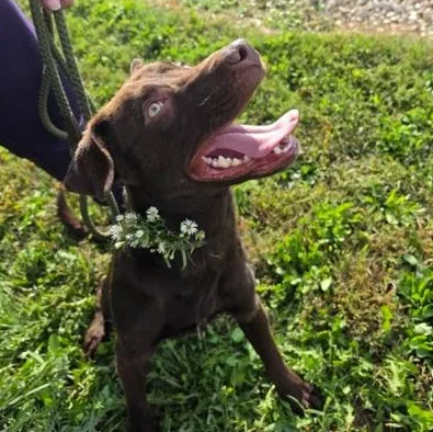 A young medium-sized male Brown / Chocolate Labrador Retriever dog named Aspen for adoption in LEMONT, IL