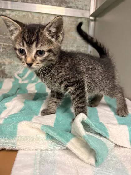 A baby small-sized female Domestic Short Hair cat named Luna for adoption in Paducah, KY