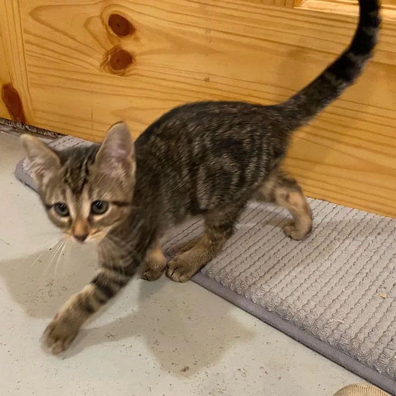 A baby medium-sized female Tabby (Brown / Chocolate) Domestic Short Hair cat named Indy for adoption in Jamestown, ND