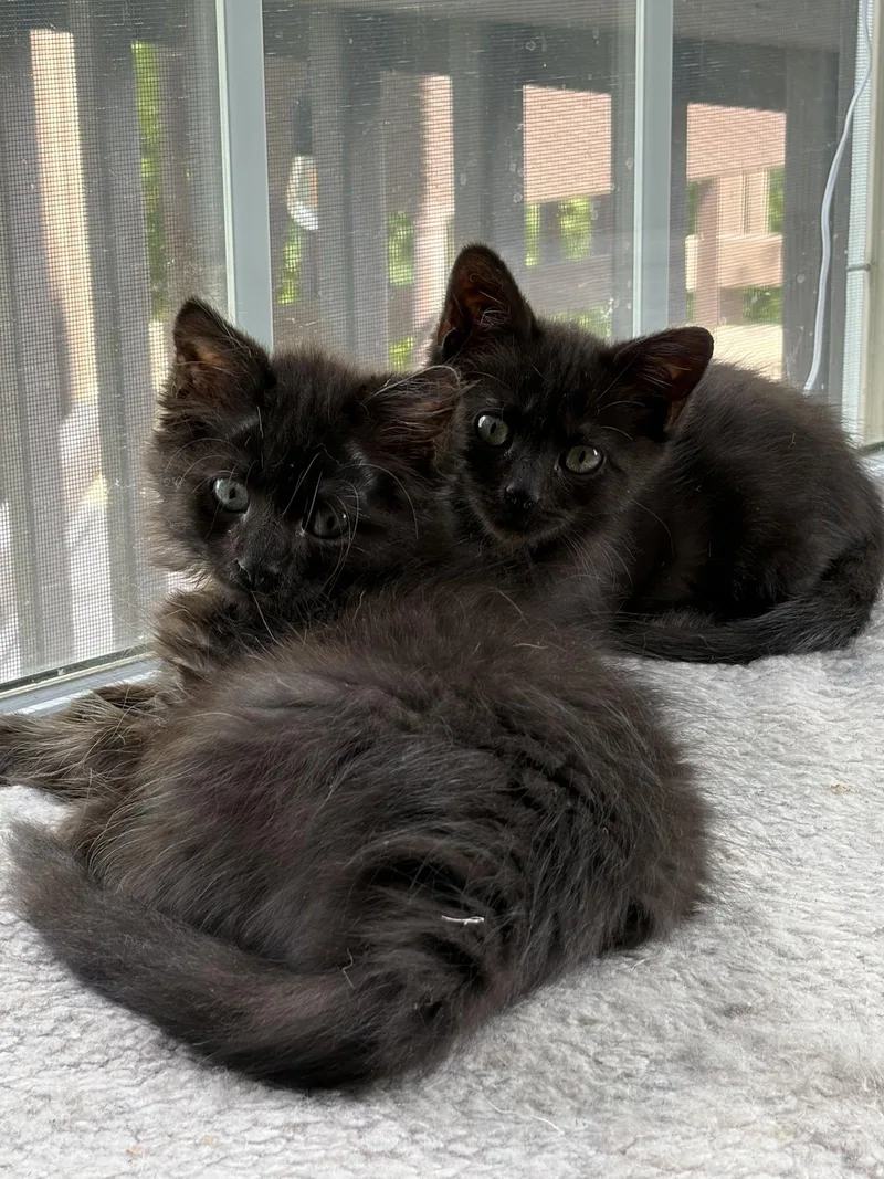 A baby medium-sized female Black Domestic Short Hair cat named Mavis for adoption in Trenton, NJ