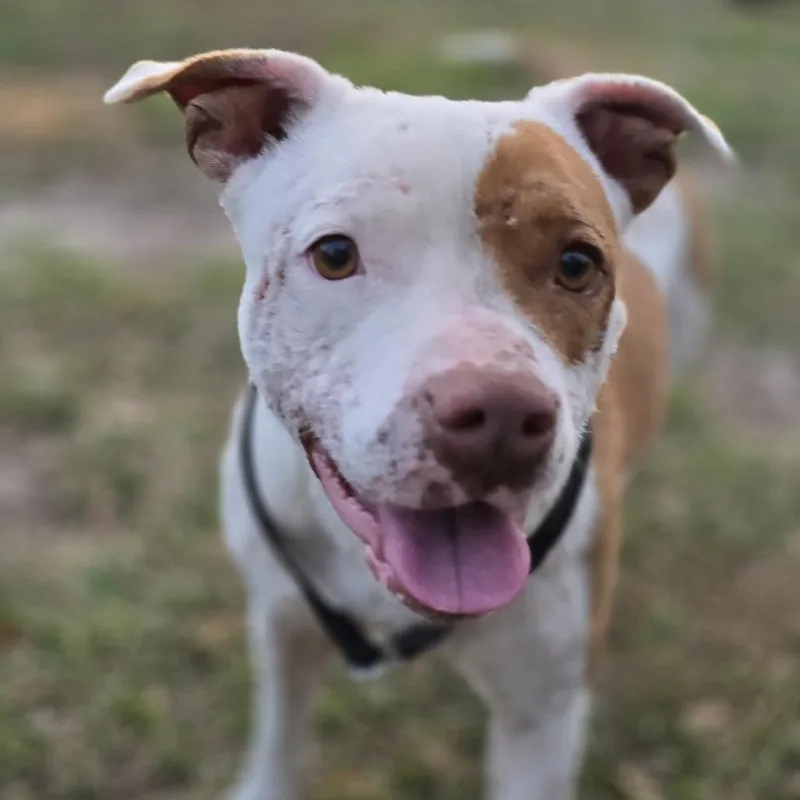 An adult medium-sized female White / Cream Pit Bull Terrier dog named Anabelle for adoption in Kissimmee, FL