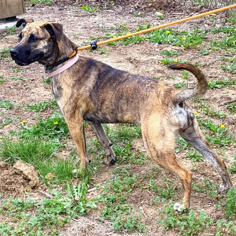 A young medium-sized female Brindle Mixed Breed dog named Six for adoption in Warrensburg, MO