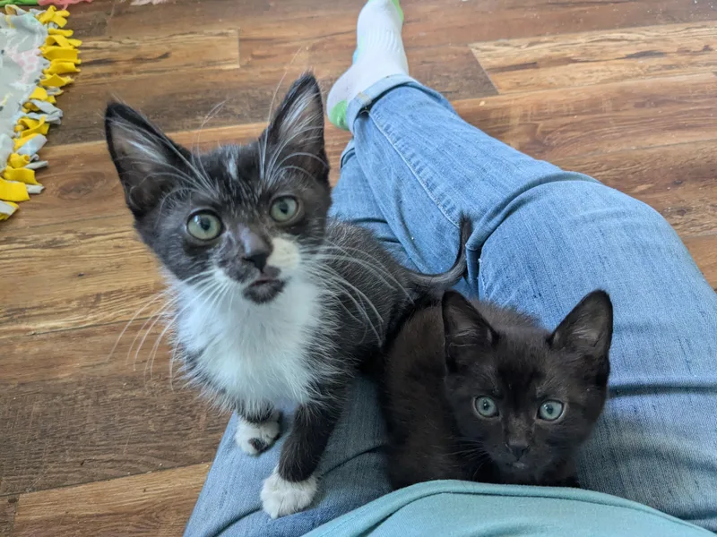 A baby medium-sized female Black Domestic Short Hair cat named Katniss for adoption in San Juan Capistrano, CA