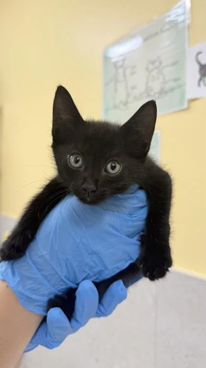 A baby small-sized male Domestic Short Hair cat named Jimothy for adoption in Honolulu, HI