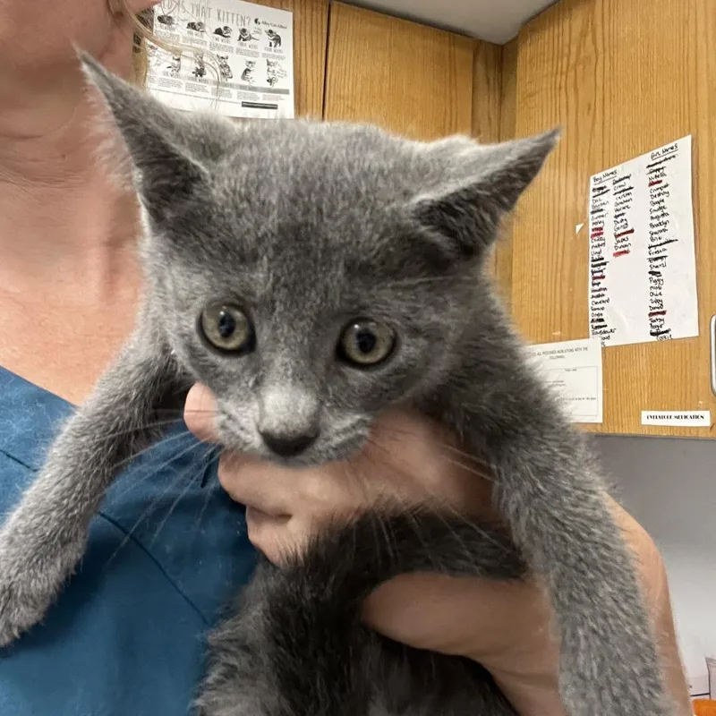 A baby small-sized female Domestic Short Hair cat named Dallas for adoption in Durango, CO