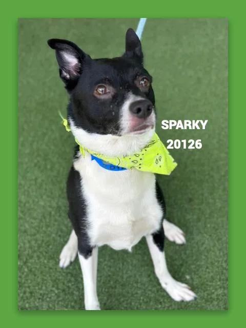 Sparky