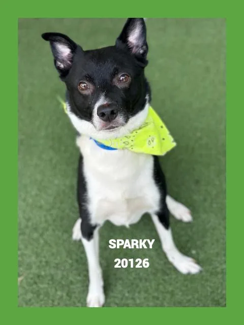 Sparky thumbnail 2