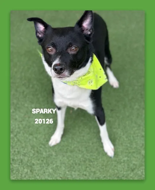 Sparky thumbnail 3
