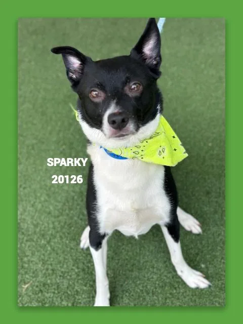 Sparky thumbnail 4