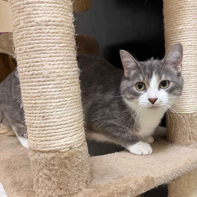 A young small-sized female Gray / Blue / Silver Domestic Short Hair cat named Sterling for adoption in Naperville, IL